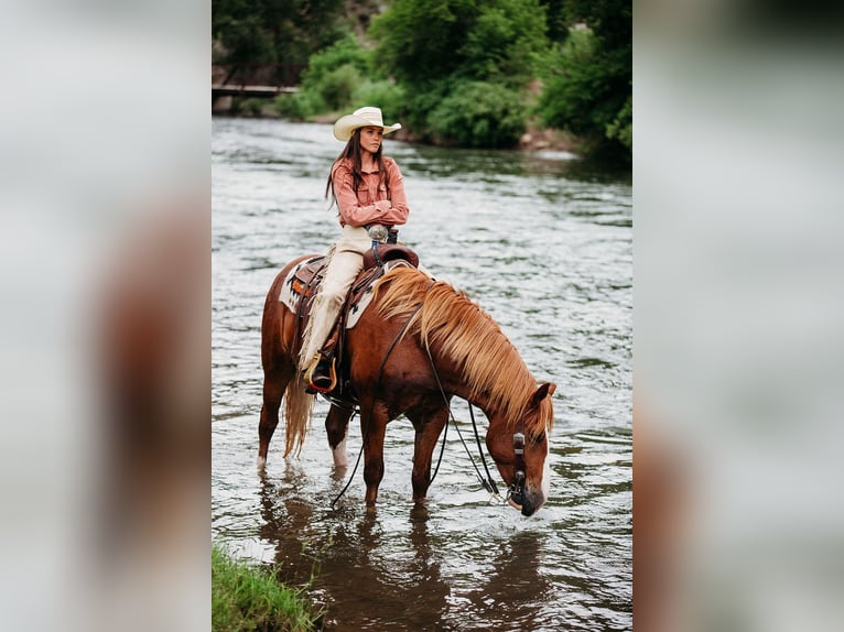 Draft Horse Mix Gelding 6 years 15,3 hh Sorrel in Heber City