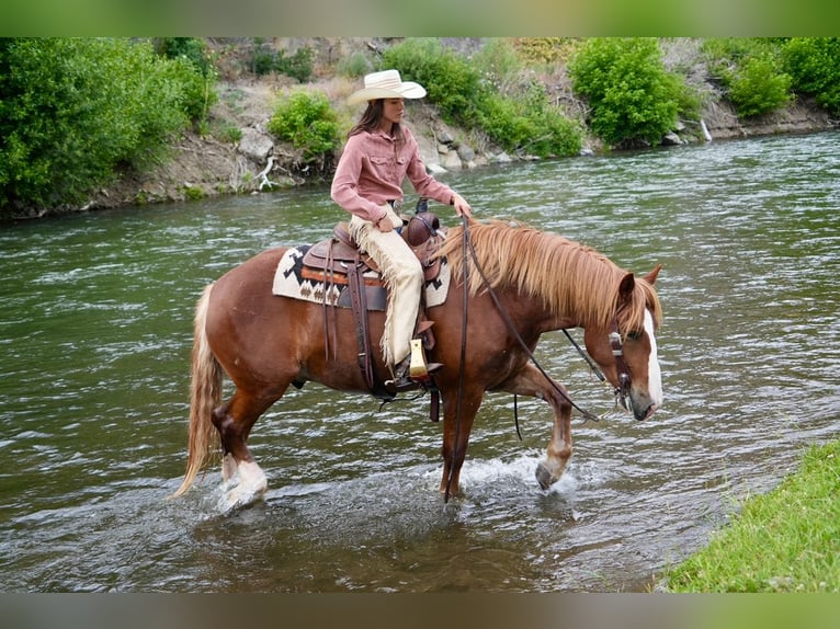 Draft Horse Mix Gelding 6 years 15,3 hh Sorrel in Heber City