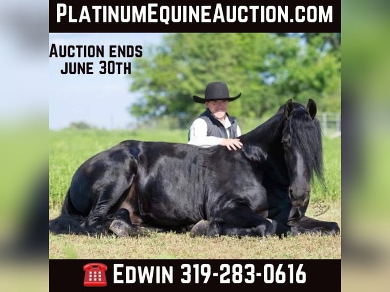 Draft Horse Gelding 6 years 16,1 hh Black in FAIRBANK, IA