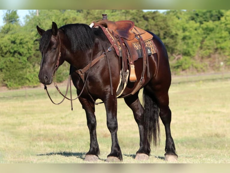 Draft Horse Gelding 6 years 16,1 hh Black in Joshua TX
