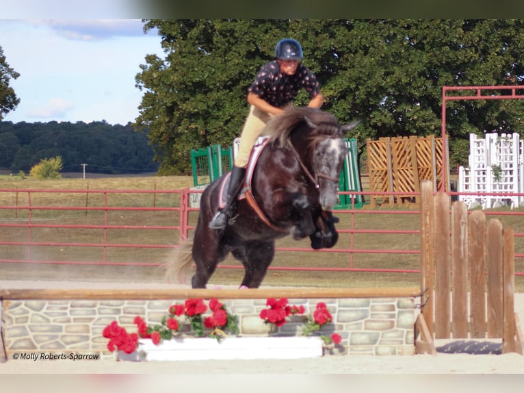 Draft Horse Mix Gelding 6 years 16,1 hh Gray in Baxter Springs, KS