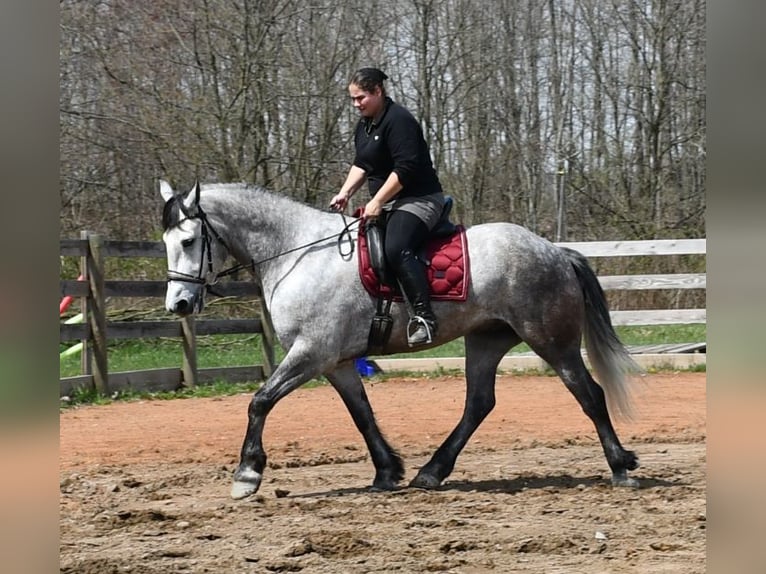 Draft Horse Mix Gelding 6 years 16,1 hh Gray in Strasburg, OH