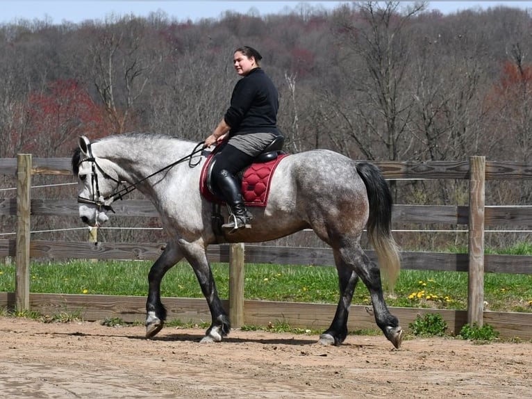 Draft Horse Mix Gelding 6 years 16,1 hh Gray in Strasburg, OH
