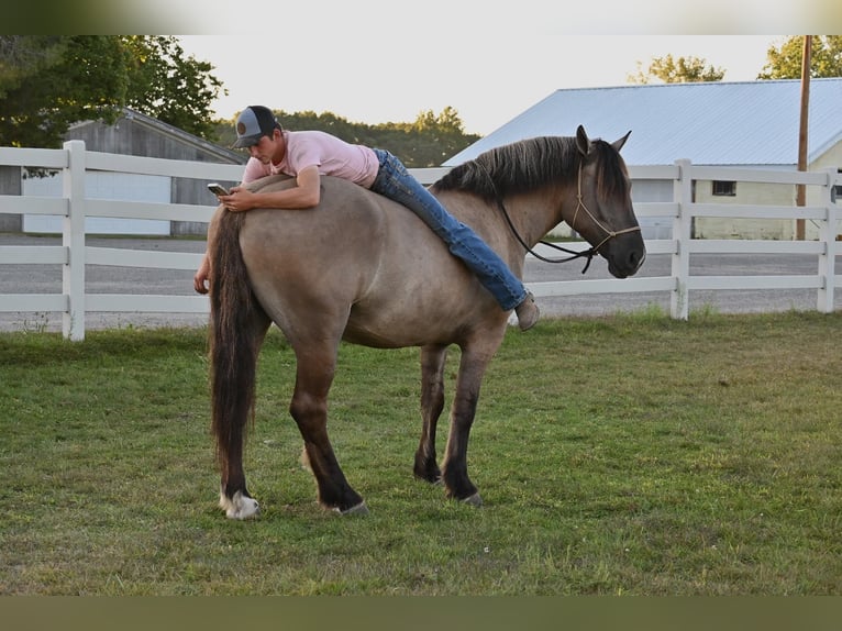 Draft Horse Gelding 6 years 16,1 hh Grullo in Shipshewana, IN