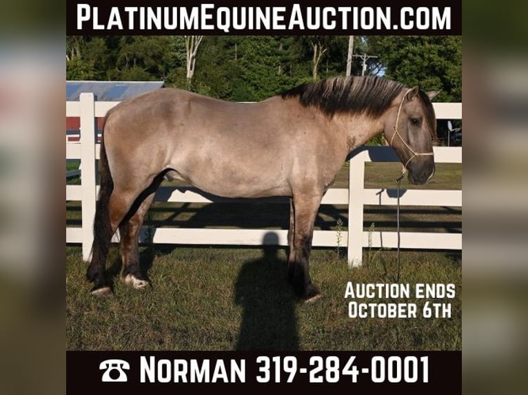 Draft Horse Gelding 6 years 16,1 hh Grullo in Shipshewana, IN