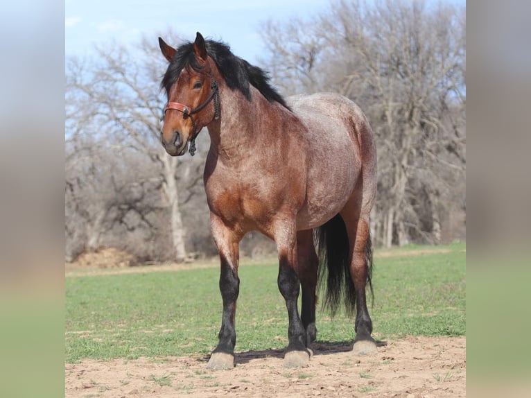 Draft Horse Gelding 6 years 16,1 hh Roan-Bay in Graham TX