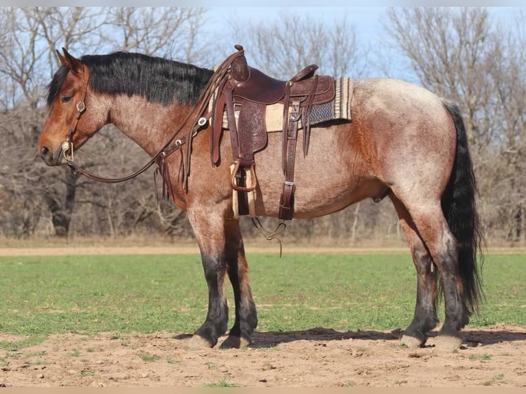 Draft Horse Gelding 6 years 16,1 hh Roan-Bay in Graham TX