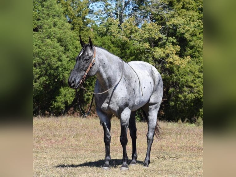 Draft Horse Gelding 6 years 16,1 hh Roan-Blue in Greenville, Ky