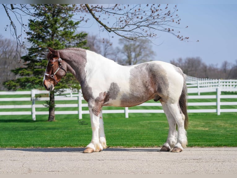 Draft Horse Gelding 6 years 16.1 hh Roan-Red in Independence IA