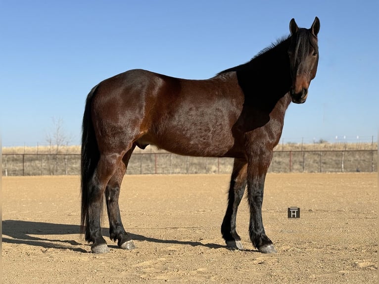Draft Horse Mix Gelding 6 years 16.2 hh Bay in Weatherford