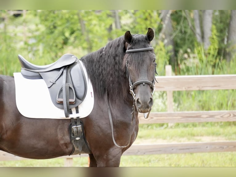 Draft Horse Gelding 6 years 16,2 hh Black in Fresno, OH