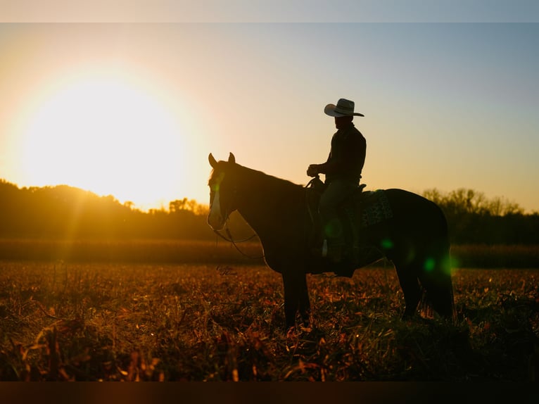 Draft Horse Mix Gelding 6 years 16,2 hh Black in Fairbank