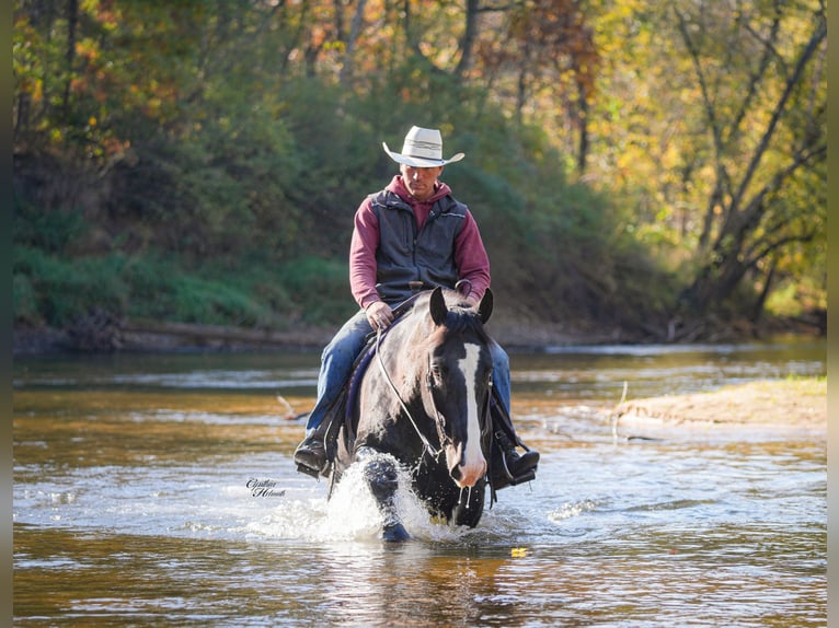 Draft Horse Mix Gelding 6 years 16,2 hh Black in Fairbank