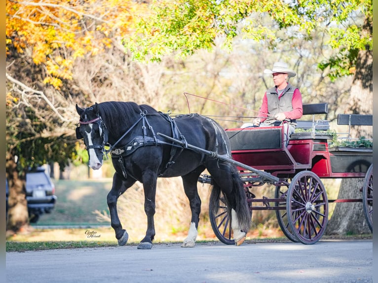 Draft Horse Mix Gelding 6 years 16,2 hh Black in Fairbank
