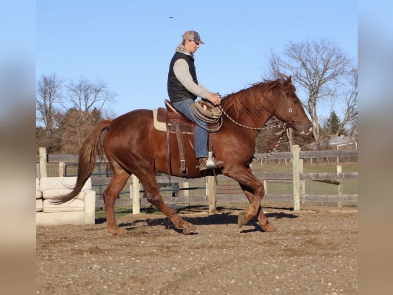 Draft Horse Mix Gelding 6 years 16.2 hh Chestnut in Howell