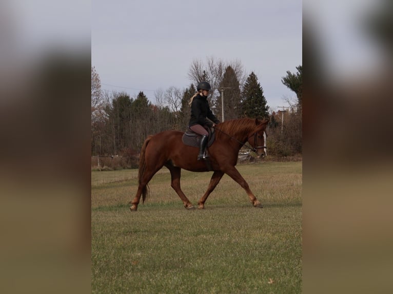 Draft Horse Mix Gelding 6 years 16.2 hh Chestnut in Howell