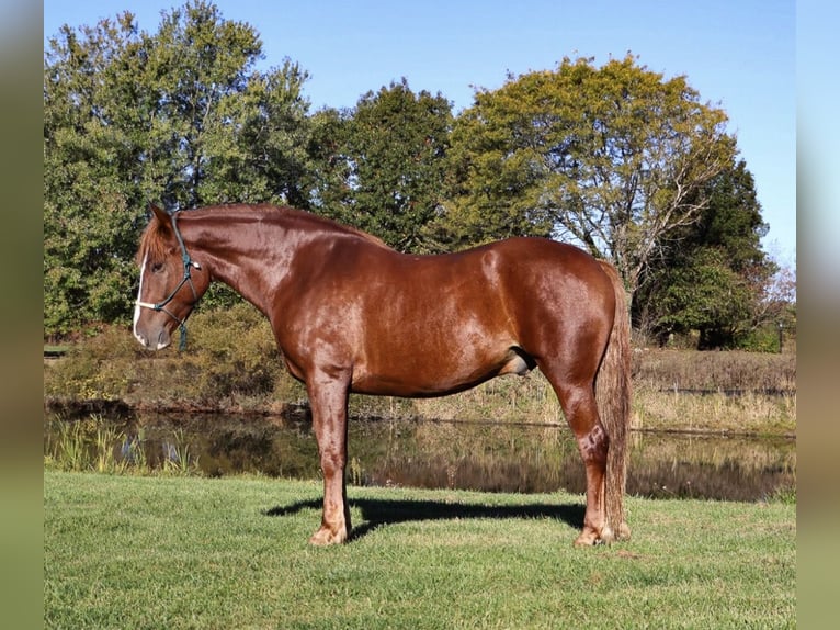 Draft Horse Mix Gelding 6 years 16.2 hh Chestnut in Howell
