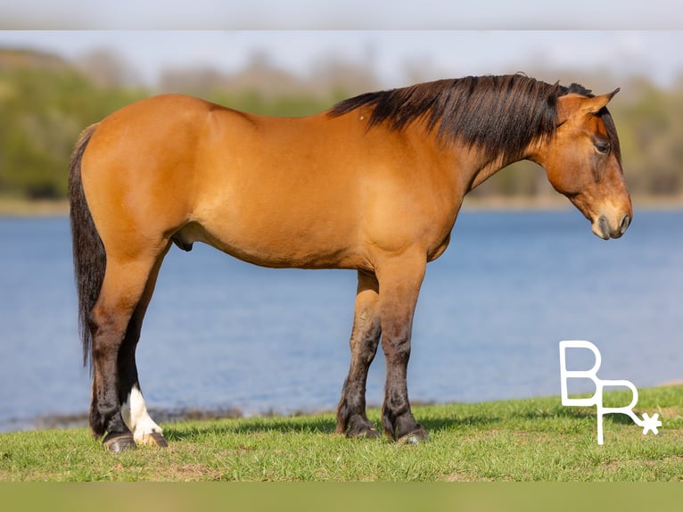 Draft Horse Gelding 6 years 16.2 hh Dun in Mountain Grove MO