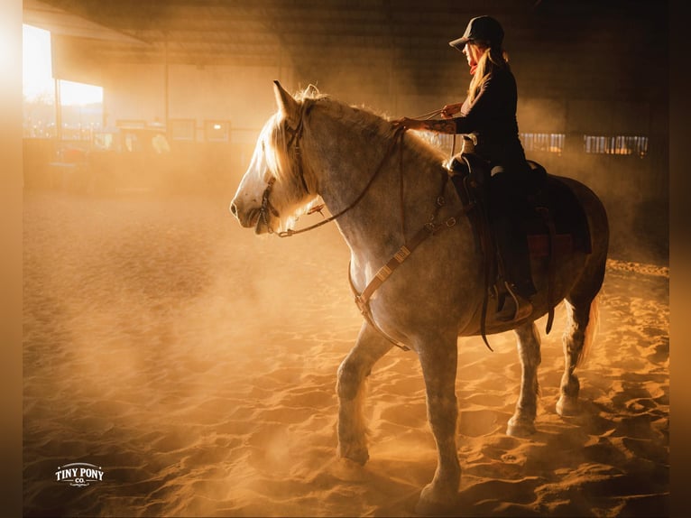 Draft Horse Gelding 6 years 16.2 hh Grey-Dapple in Jacksboro