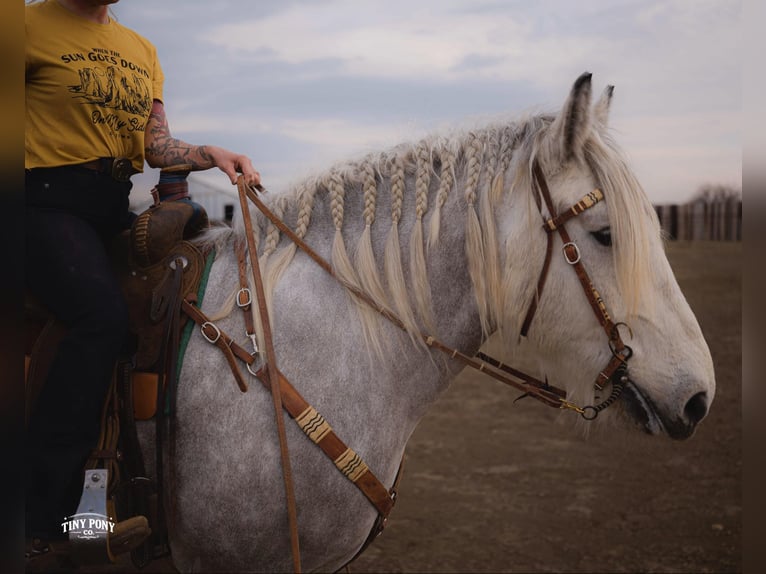 Draft Horse Gelding 6 years 16.2 hh Grey-Dapple in Jacksboro