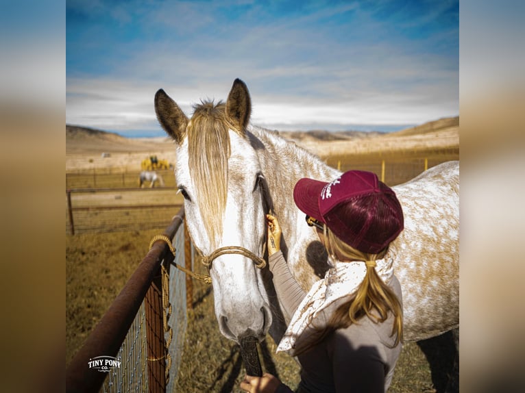 Draft Horse Gelding 6 years 16.2 hh Grey-Dapple in Jacksboro