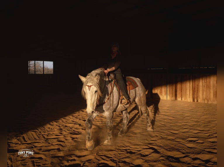 Draft Horse Gelding 6 years 16.2 hh Grey-Dapple in Jacksboro