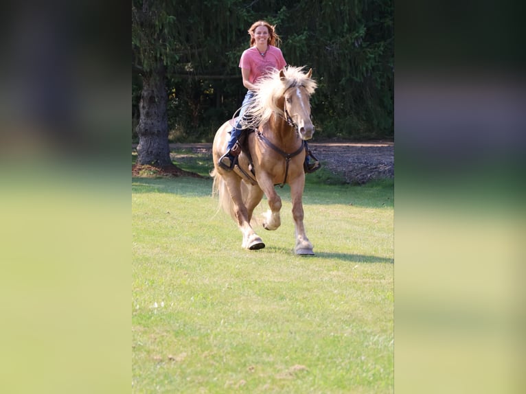 Draft Horse Gelding 6 years 16.2 hh Palomino in Howell, MI