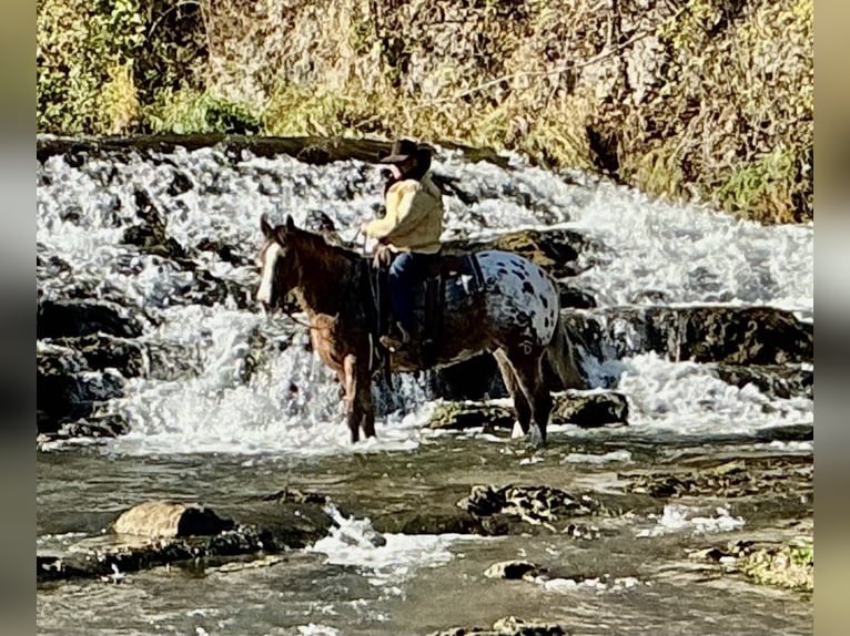 Draft Horse Mix Gelding 6 years 16,2 hh in Hastings