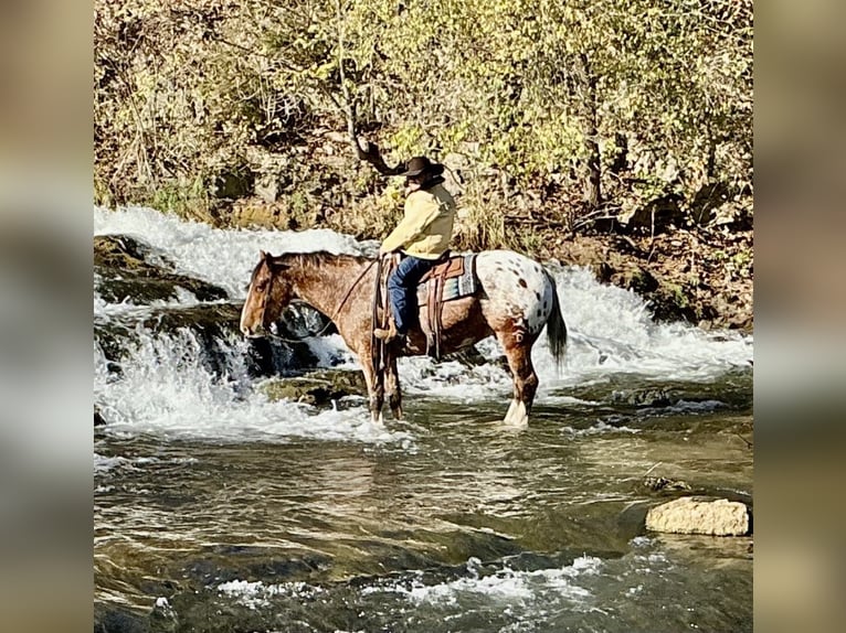 Draft Horse Mix Gelding 6 years 16,2 hh in Hastings