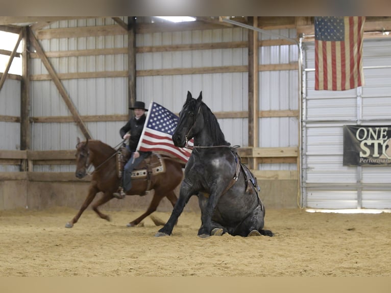 Draft Horse Mix Gelding 6 years 16,2 hh Roan-Blue in Oelwein, IA