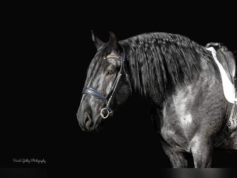 Draft Horse Mix Gelding 6 years 16,2 hh Roan-Blue in Oelwein, IA