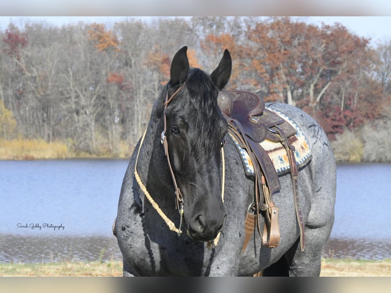 Draft Horse Mix Gelding 6 years 16,2 hh Roan-Blue in Oelwein, IA