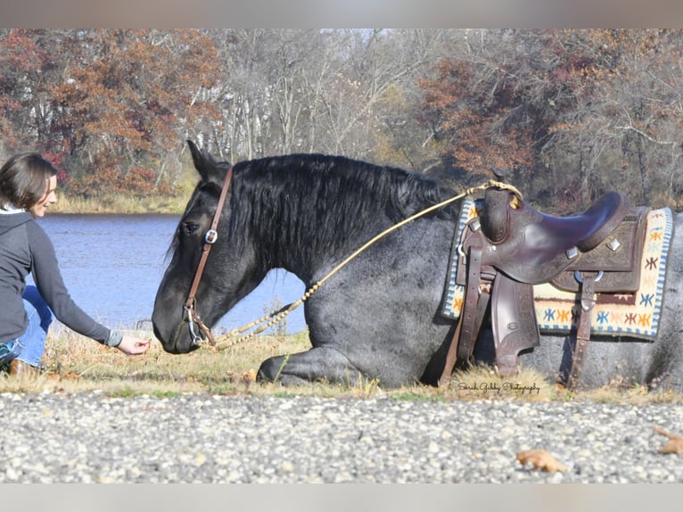 Draft Horse Mix Gelding 6 years 16,2 hh Roan-Blue in Oelwein, IA