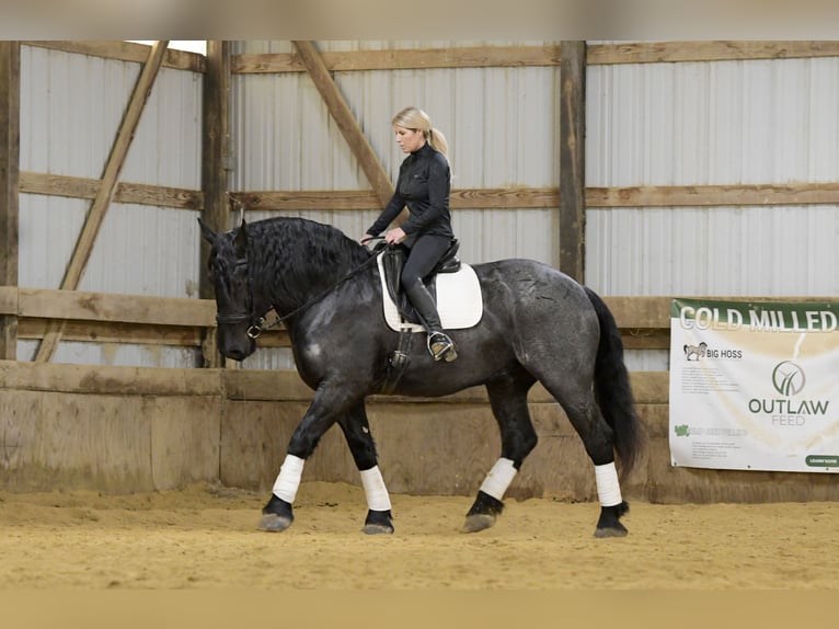 Draft Horse Mix Gelding 6 years 16,2 hh Roan-Blue in Oelwein, IA