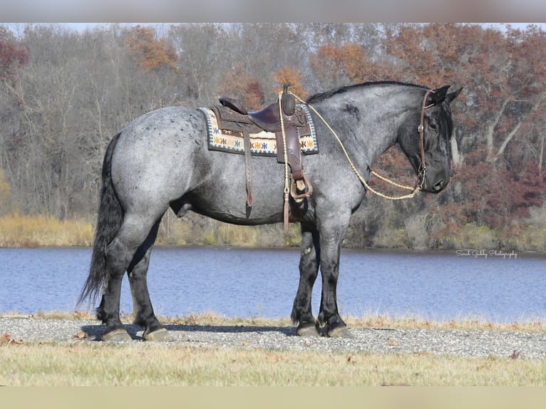 Draft Horse Mix Gelding 6 years 16,2 hh Roan-Blue in Oelwein, IA