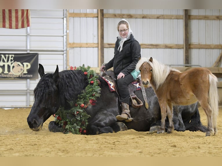 Draft Horse Mix Gelding 6 years 16,2 hh Roan-Blue in Oelwein, IA