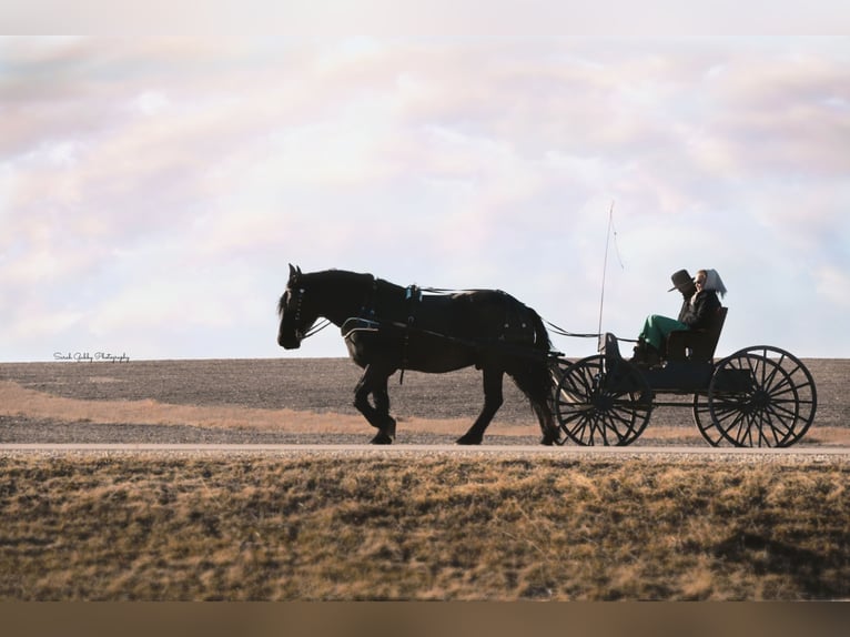 Draft Horse Mix Gelding 6 years 16,2 hh Roan-Blue in Oelwein, IA