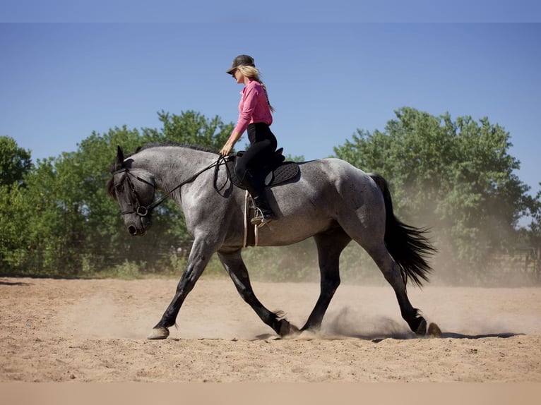 Draft Horse Mix Gelding 6 years 16,2 hh Roan-Blue in Lufkin, TX
