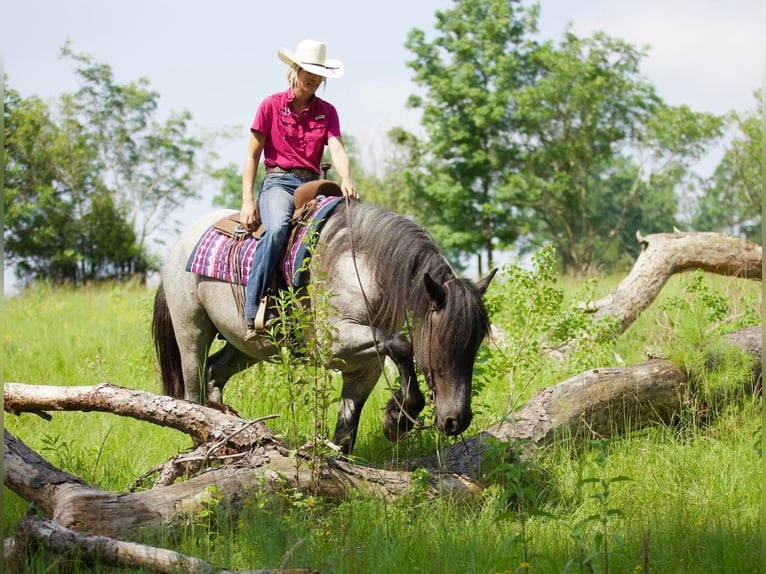 Draft Horse Mix Gelding 6 years 16,2 hh Roan-Blue in Lufkin, TX