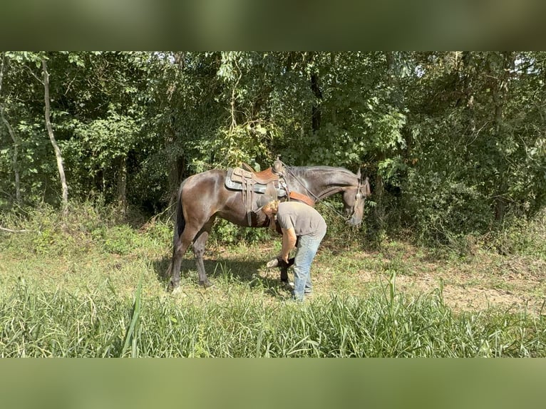 Draft Horse Gelding 6 years 16.3 hh Black in Moscow OH