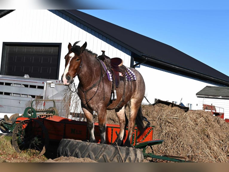 Draft Horse Gelding 6 years 16,3 hh Roan-Bay in Shipshewana IN