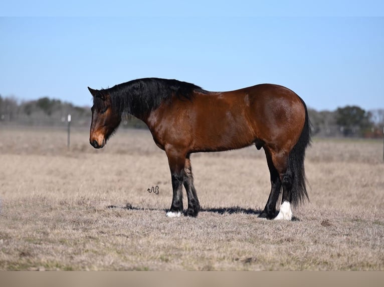 Draft Horse Mix Gelding 6 years 16 hh Bay in Waco