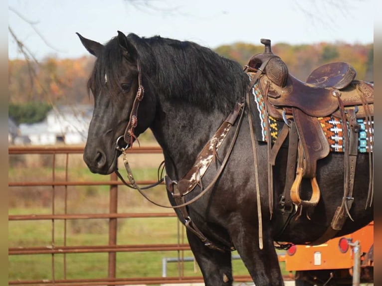 Draft Horse Mix Gelding 6 years 16 hh Black in Fresno