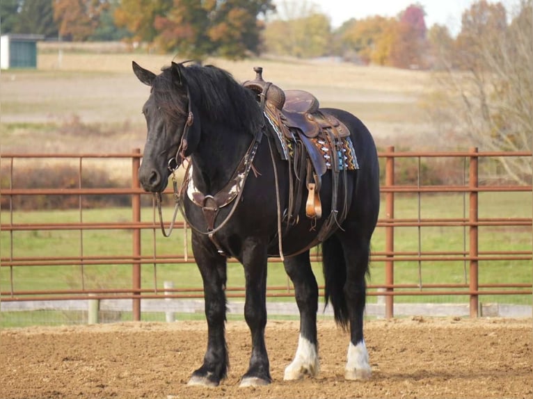 Draft Horse Mix Gelding 6 years 16 hh Black in Fresno