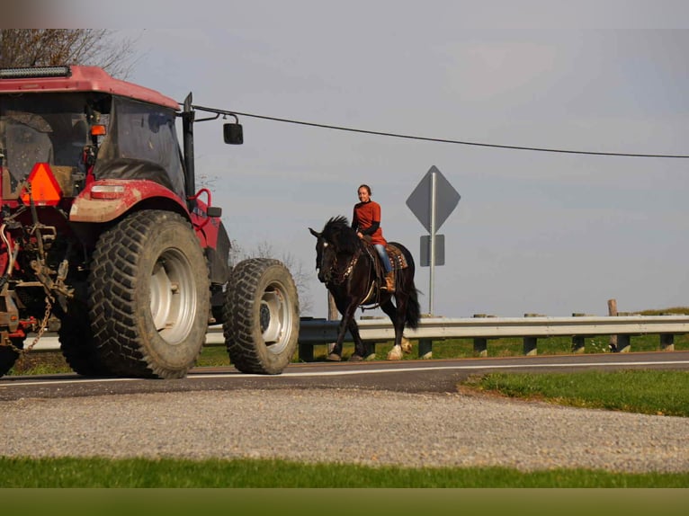 Draft Horse Mix Gelding 6 years 16 hh Black in Fresno