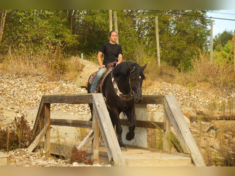 Draft Horse Mix Gelding 6 years 16 hh Black in Fresno