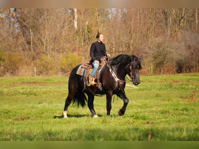 Draft Horse Mix Gelding 6 years 16 hh Black in Fresno
