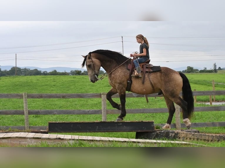 Draft Horse Mix Gelding 6 years 16 hh Buckskin in Rebersburg, PA