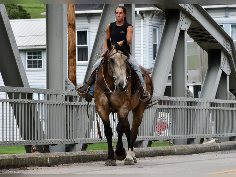 Draft Horse Mix Gelding 6 years 16 hh Buckskin in Rebersburg, PA