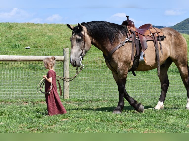 Draft Horse Mix Gelding 6 years 16 hh Buckskin in Rebersburg, PA